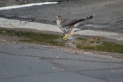 Accipiter cooperii