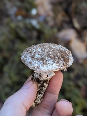 Amanita smithiana