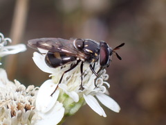 Copestylum limbipenne
