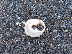 Coelotrochus tiaratus