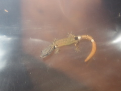 Sphaerodactylus millepunctatus