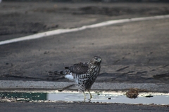 Accipiter cooperii
