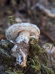 Amanita smithiana