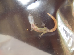 Sphaerodactylus millepunctatus