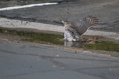 Accipiter cooperii