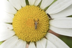 Austrotephritis poenia
