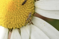 Austrotephritis poenia