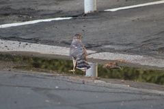 Accipiter cooperii