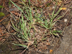 Microlaena stipoides