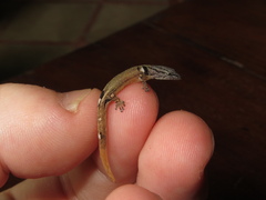 Sphaerodactylus millepunctatus
