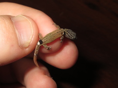 Sphaerodactylus millepunctatus
