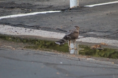 Accipiter cooperii