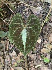 Dioscorea dodecaneura