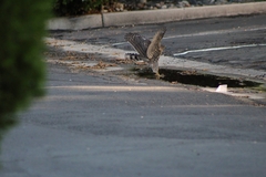 Accipiter cooperii