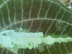 Dioscorea dodecaneura