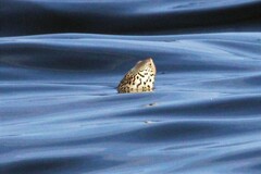 Malaclemys terrapin terrapin