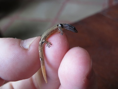 Sphaerodactylus millepunctatus