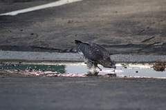 Accipiter cooperii