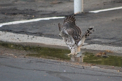 Accipiter cooperii