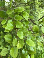 Nothofagus fusca