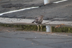 Accipiter cooperii