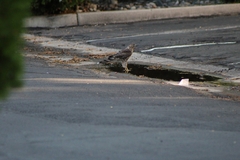 Accipiter cooperii