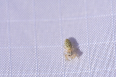 Metaphidippus siticulosus