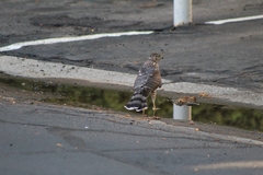 Accipiter cooperii