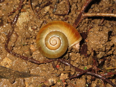 Neocyclotinae