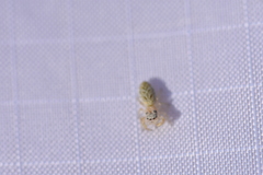 Metaphidippus siticulosus