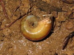 Neocyclotinae