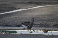 Accipiter cooperii