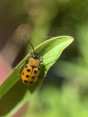 Diabroticina