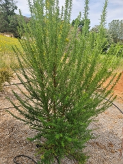 Chamaecytisus prolifer