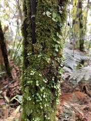 Metrosideros perforata