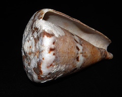 Conus capitaneus
