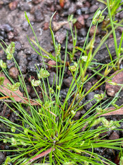 Isolepis levynsiana