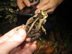 Incilius melanochlorus