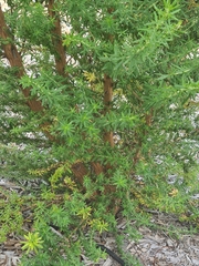 Chamaecytisus prolifer