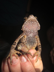 Incilius melanochlorus