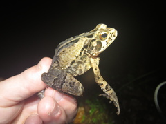 Incilius melanochlorus