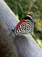 Diaethria