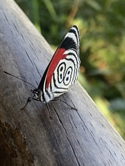 Diaethria