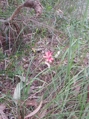 Freesia laxa