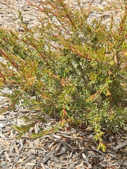 Leptospermum laevigatum