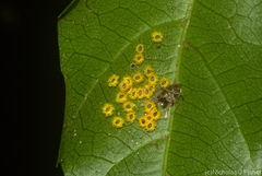 Aleurocanthus ceracroceus