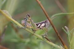 Paraidemona