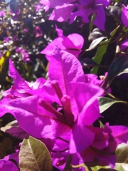 Bougainvillea glabra