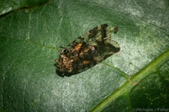 Dipsiathus pallidifrons