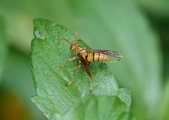 Polistes japonicus